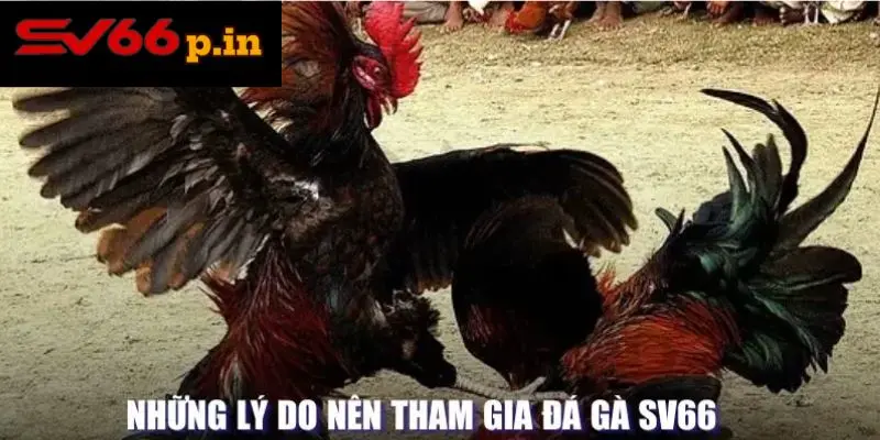 Lý do nên tham gia đá gà KUBET