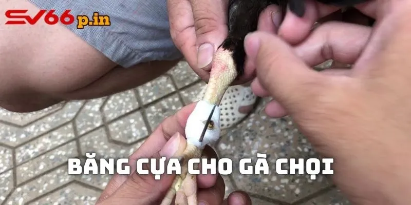 Băng cựa cho gà chọi