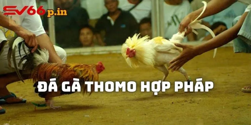 Đá gà Thomo có hợp pháp và an toàn