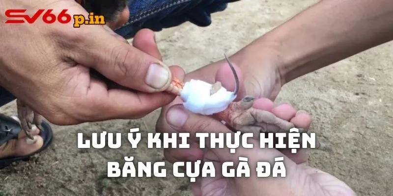 Lưu ý khi thực hiện băng cựa gà đá