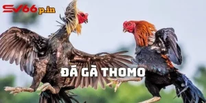 Đá Gà Thomo