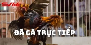 Đâ gà trực tiếp