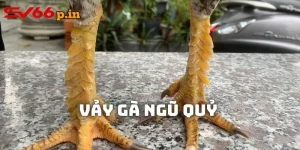 Vảy gà ngủ quỹ