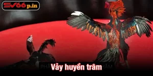 Vảy huyền trâm