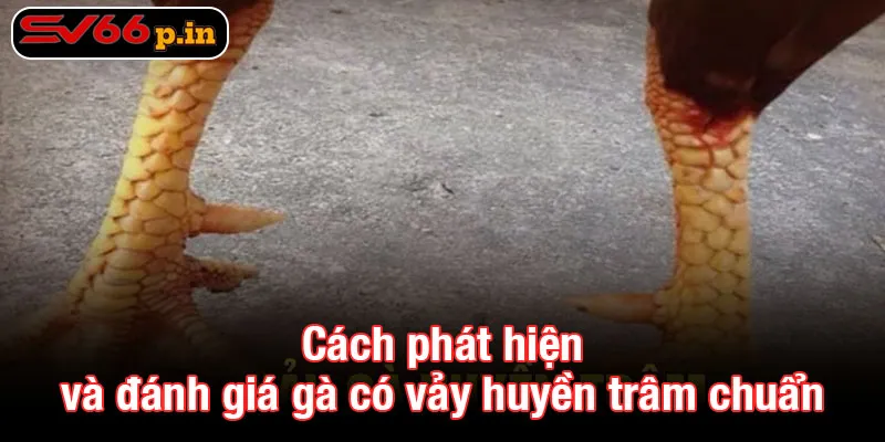 Cách phát hiện và đánh giá gà có vảy huyền trâm chuẩn