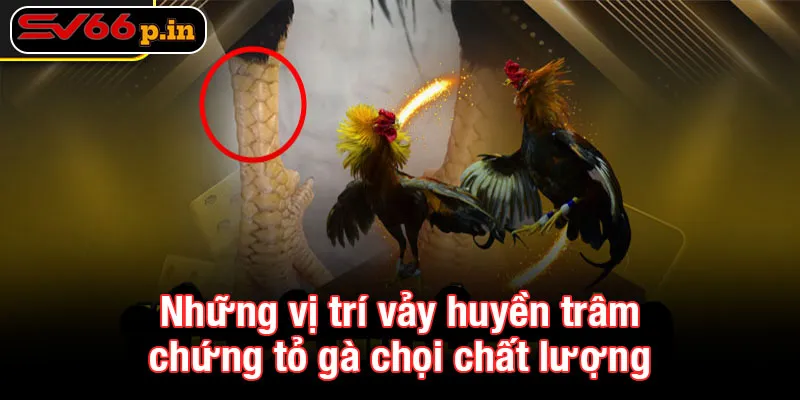 Những vị trí vảy huyền trâm chứng tỏ gà chọi chất lượng